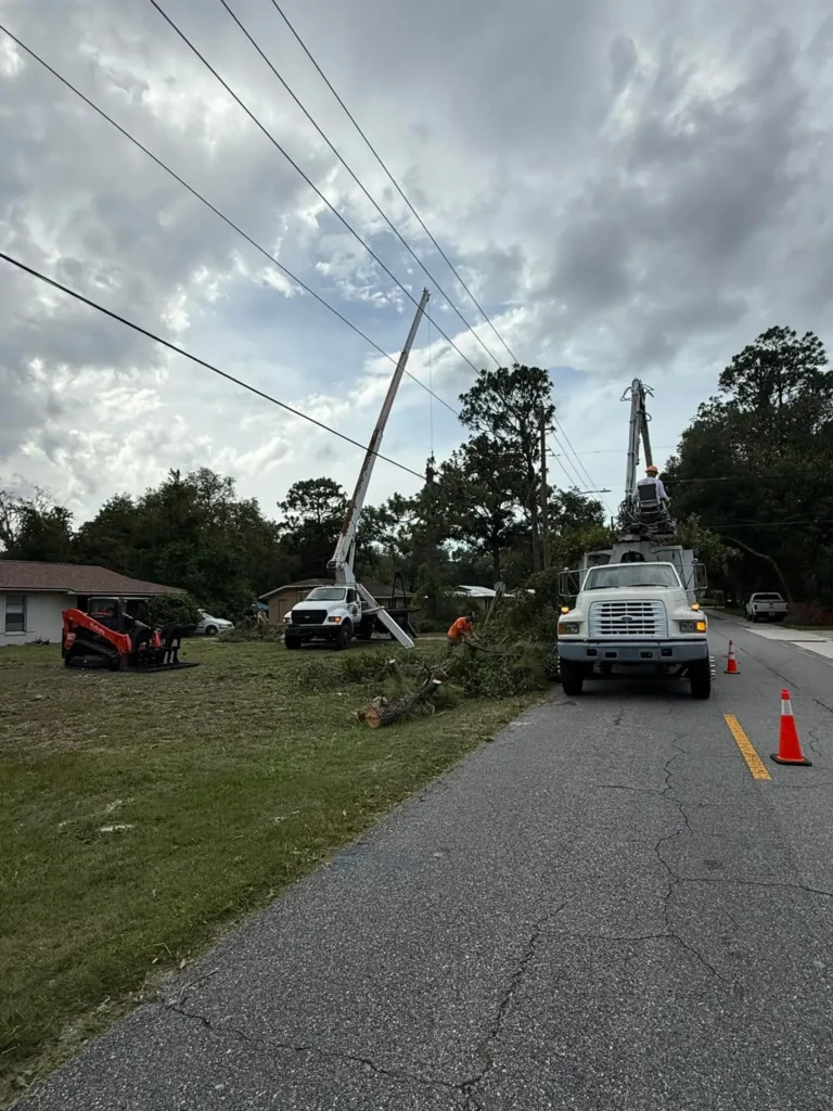 Emergency tree removal team assessing a fallen tree after a storm