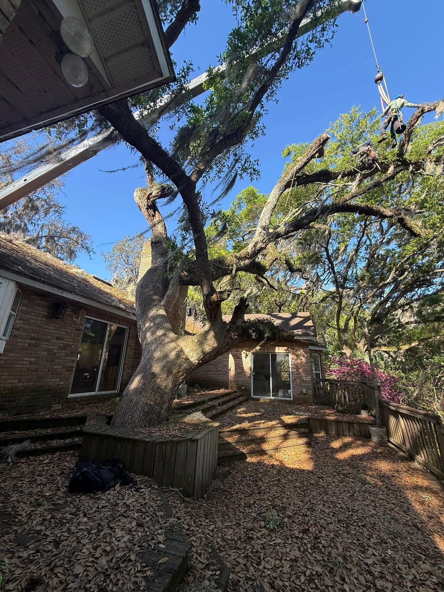 Completed tree trimming and cleanup project near DeLand Florida