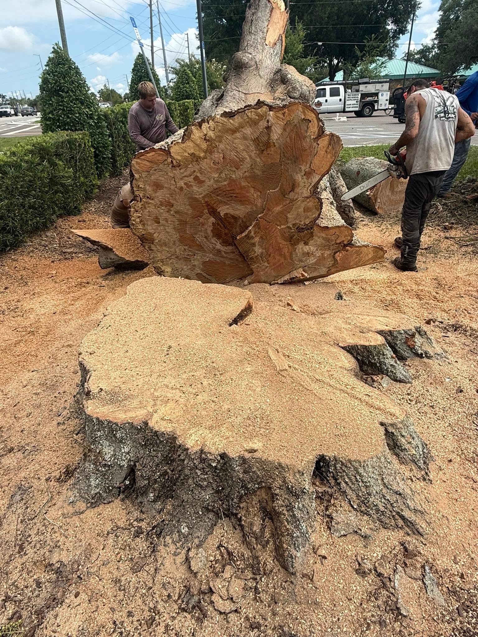 Large stump grinding service in DeLand Florida