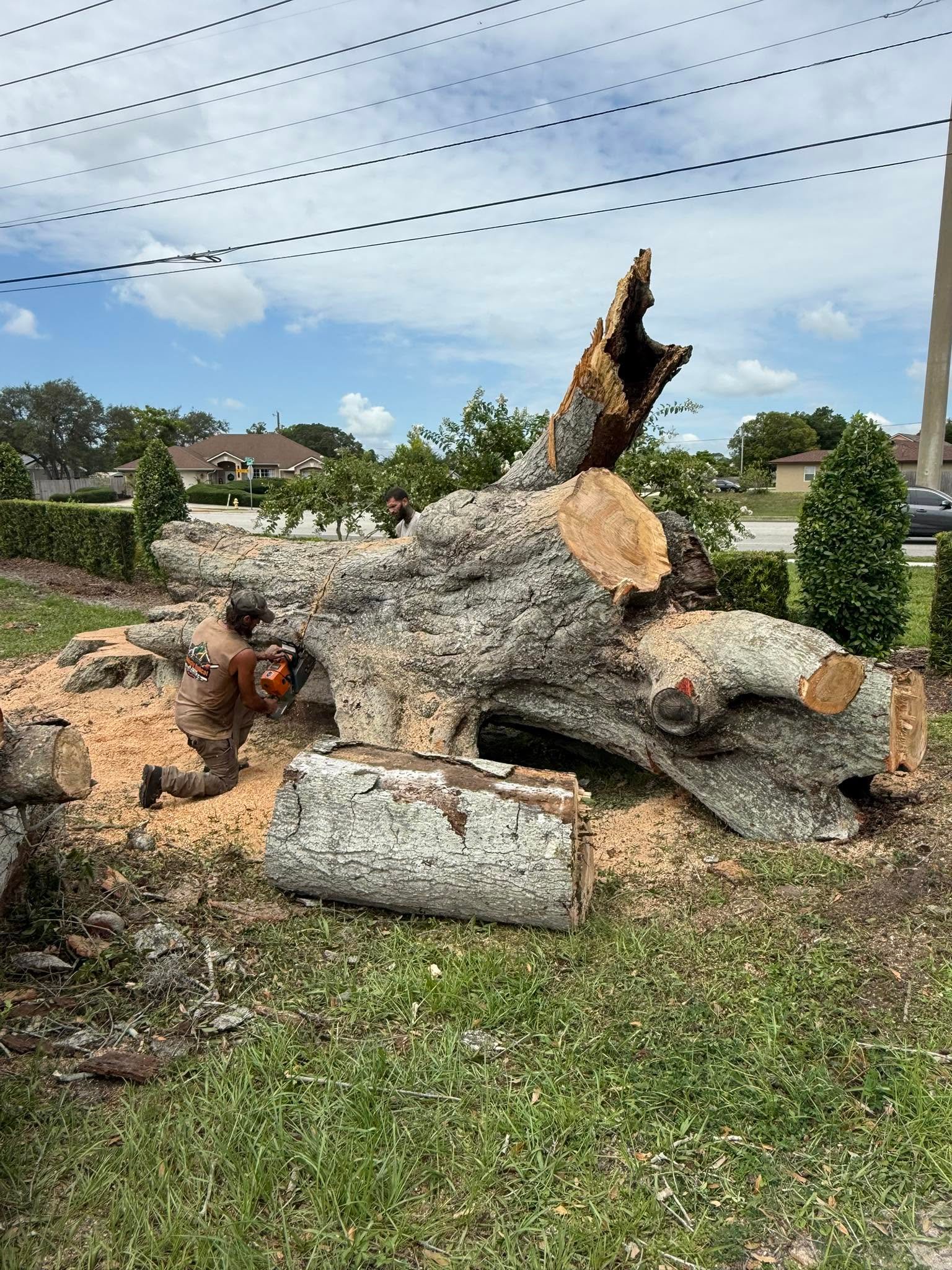 Commercial stump grinding and cleanup in Volusia County