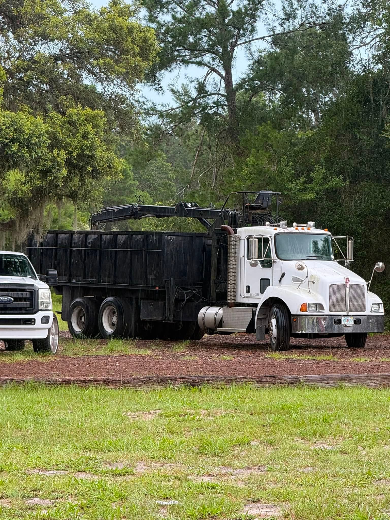 Completed stump grinding project in DeLand Florida